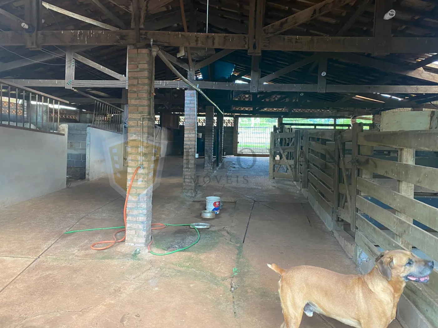 Comprar Rural / Sítio em São Simão R$ 2.000.000,00 - Foto 26