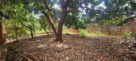 Alugar Terreno / Padrão em Ribeirão Preto R$ 1.800,00 - Foto 3